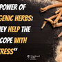 "The Power of Adaptogenic Herbs: How They Help the Body Cope with Stress"