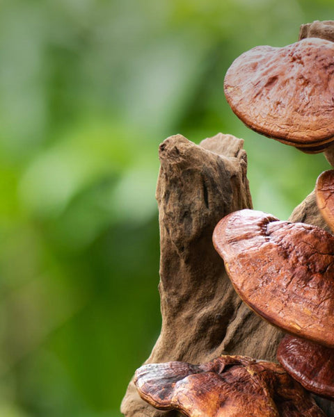 Mushroom Maple Syrup USA