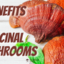 5 Benefits of Medicinal Mushrooms.