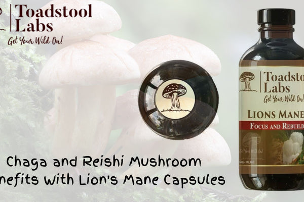 Chaga and Reishi Mushroom Benefits With Lion's Mane Capsules