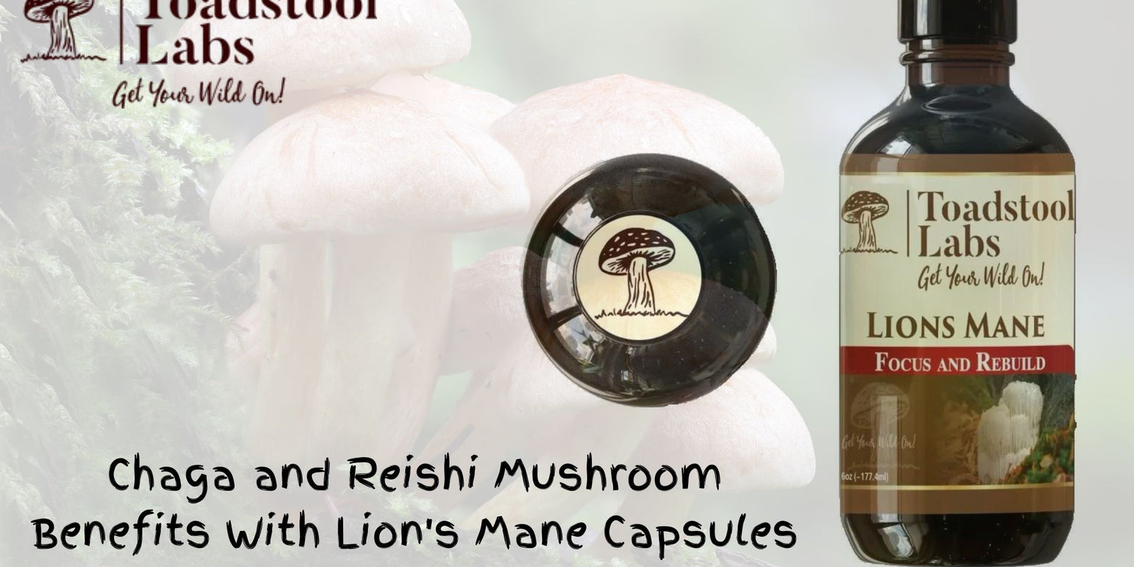 Chaga and Reishi Mushroom Benefits With Lion's Mane Capsules