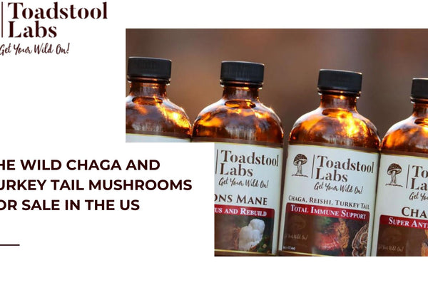 A Guide to Find the Wild Chaga and Turkey Tail Mushrooms for Sale in the US