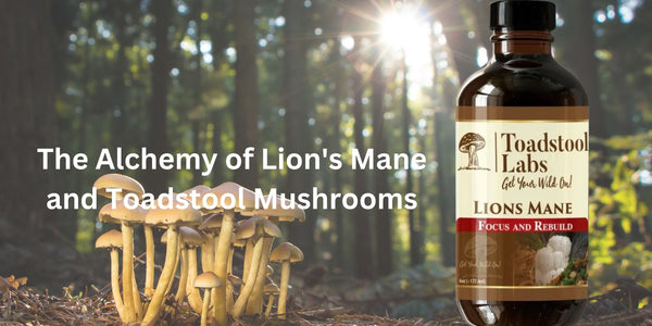 The Alchemy of Lion's Mane and Toadstool Mushrooms