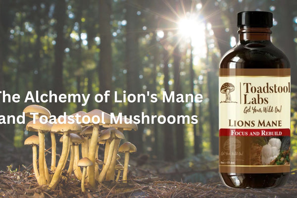 The Alchemy of Lion's Mane and Toadstool Mushrooms