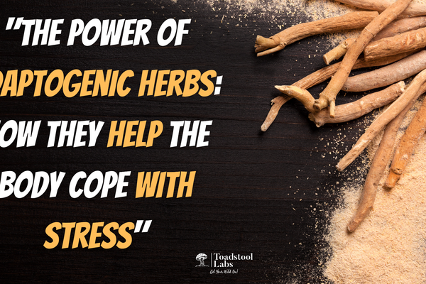 "The Power of Adaptogenic Herbs: How They Help the Body Cope with Stress"