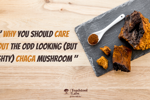 "Why You Should Care About the odd looking (But Mighty) Chaga Mushroom"