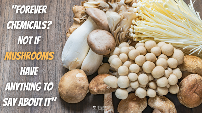 "Forever Chemicals? Not If Mushrooms Have Anything to Say About It"