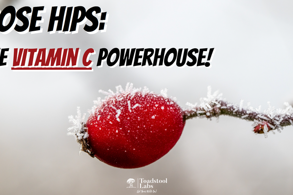 Rose Hips: The Vitamin C Powerhouse!