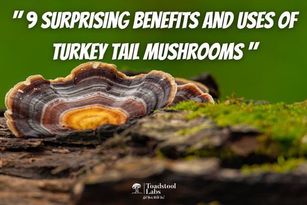 "9 Surprising Benefits and Uses of Turkey Tail Mushrooms"