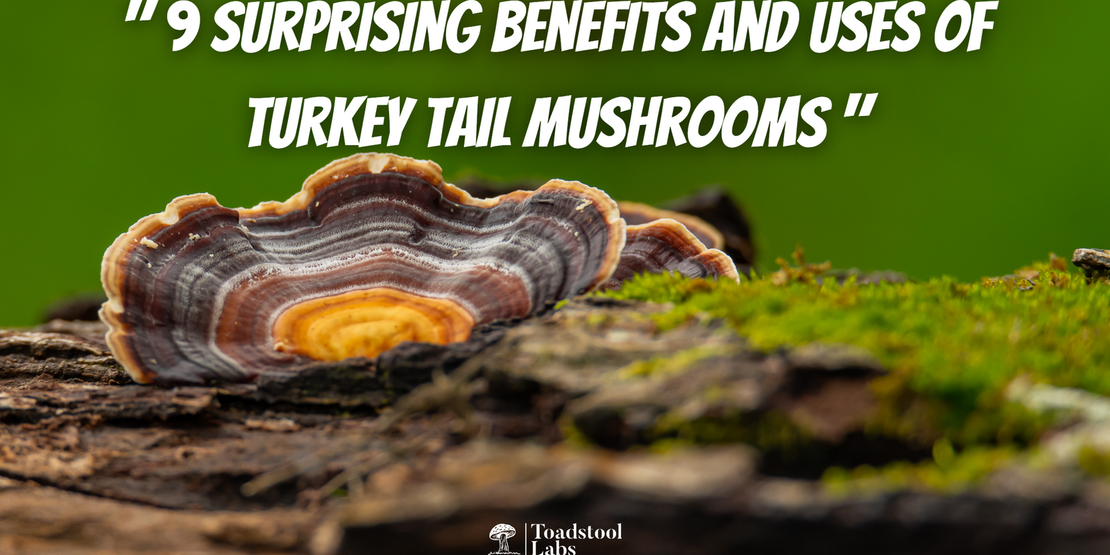 "9 Surprising Benefits and Uses of Turkey Tail Mushrooms"