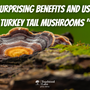 "9 Surprising Benefits and Uses of Turkey Tail Mushrooms"