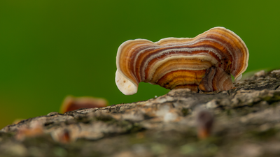 "9 SURPRISING BENEFITS AND USES OF TURKEY TAIL MUSHROOMS"
