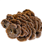 Turkey Tail Mushrooms: